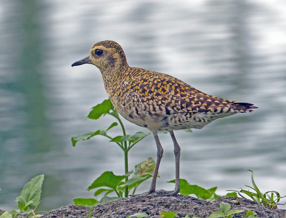 Chorlito Dorado Siberiano - ML620185366