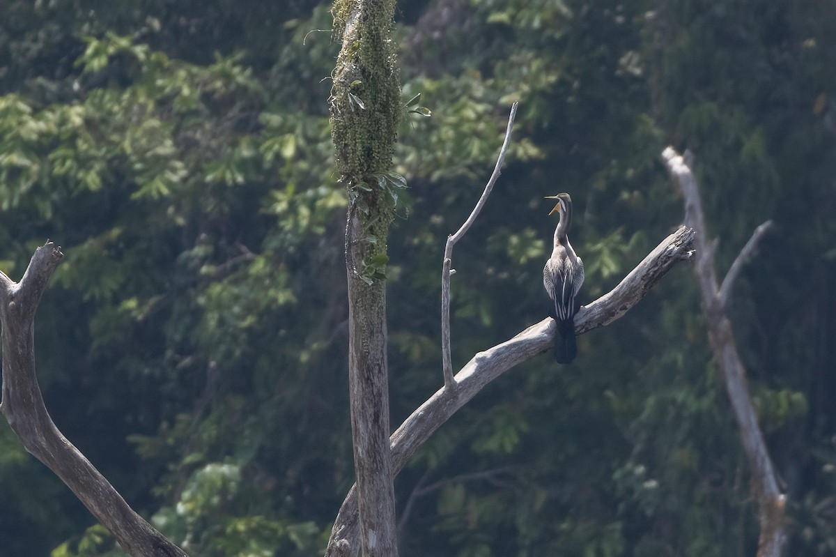 Anhinga d'Australie - ML620185368