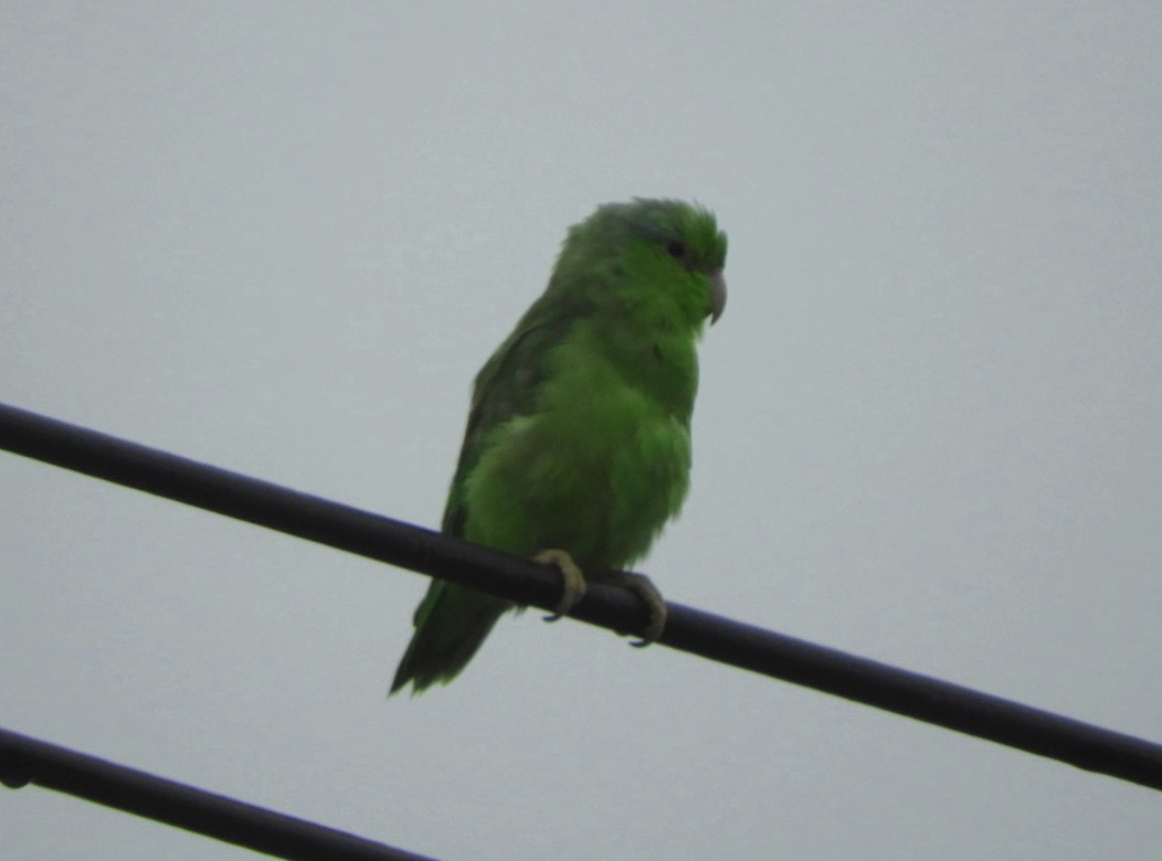 tanımsız küçük papağan (Psittaciformes sp.) - ML620185369