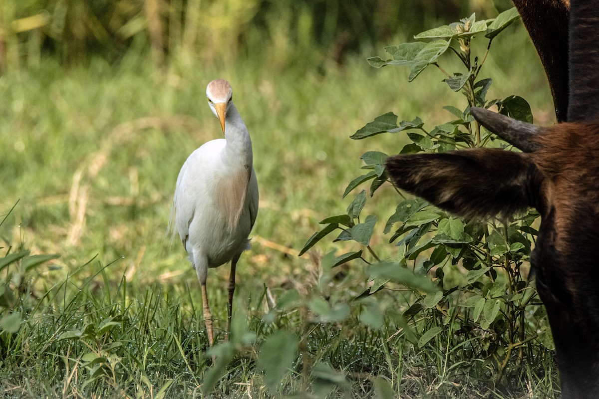Чапля єгипетська (підвид ibis) - ML620185370