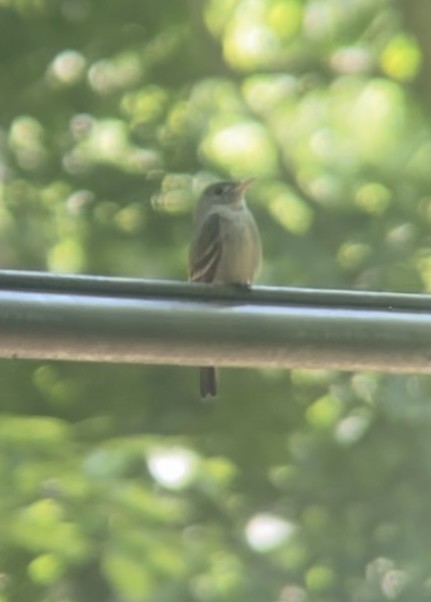 Eastern Wood-Pewee - ML620185372