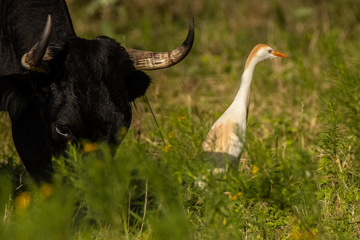 Western Cattle Egret - ML620185377