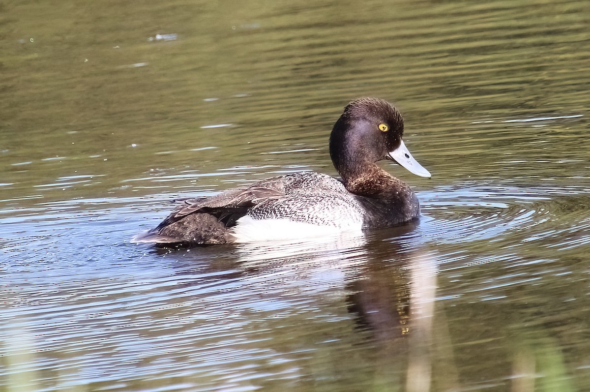 Lesser Scaup - ML620185379