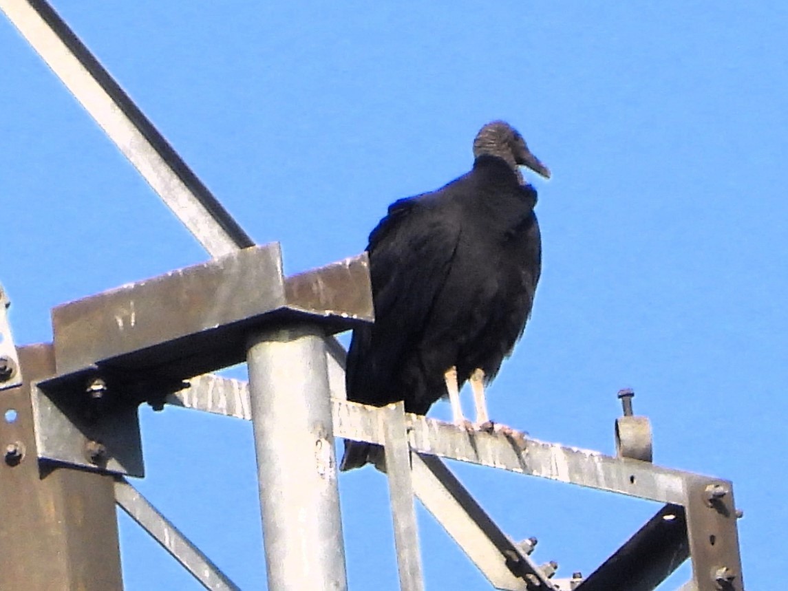 Black Vulture - ML620185382