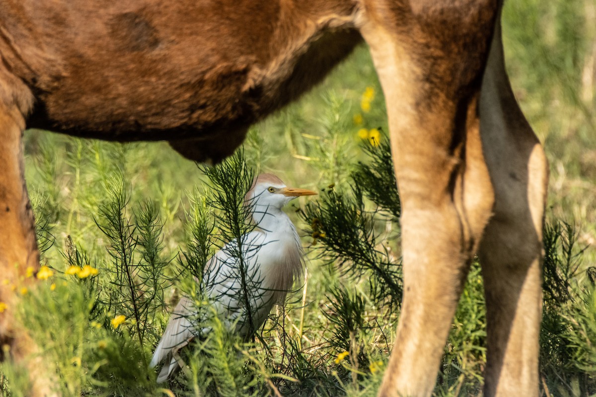 Western Cattle Egret - ML620185390