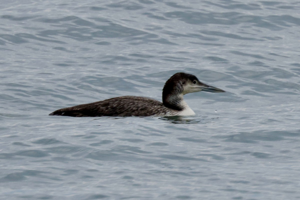 Plongeon huard - ML620185412