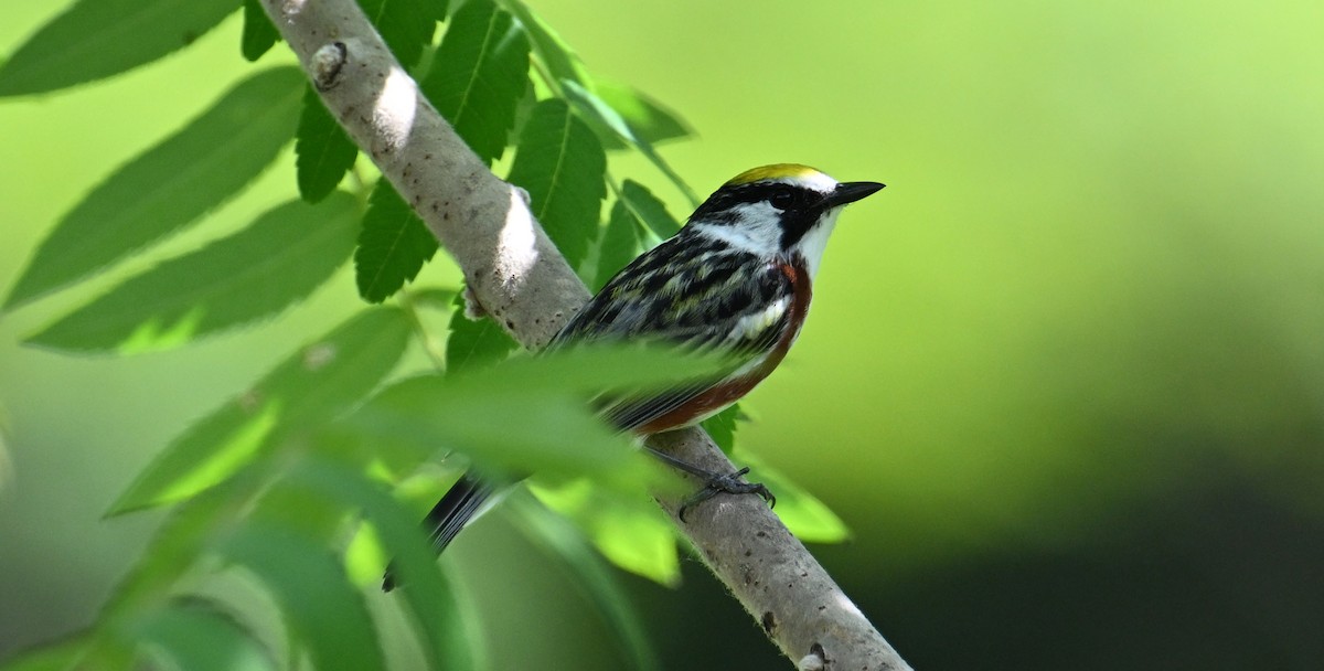 Paruline à flancs marron - ML620185416