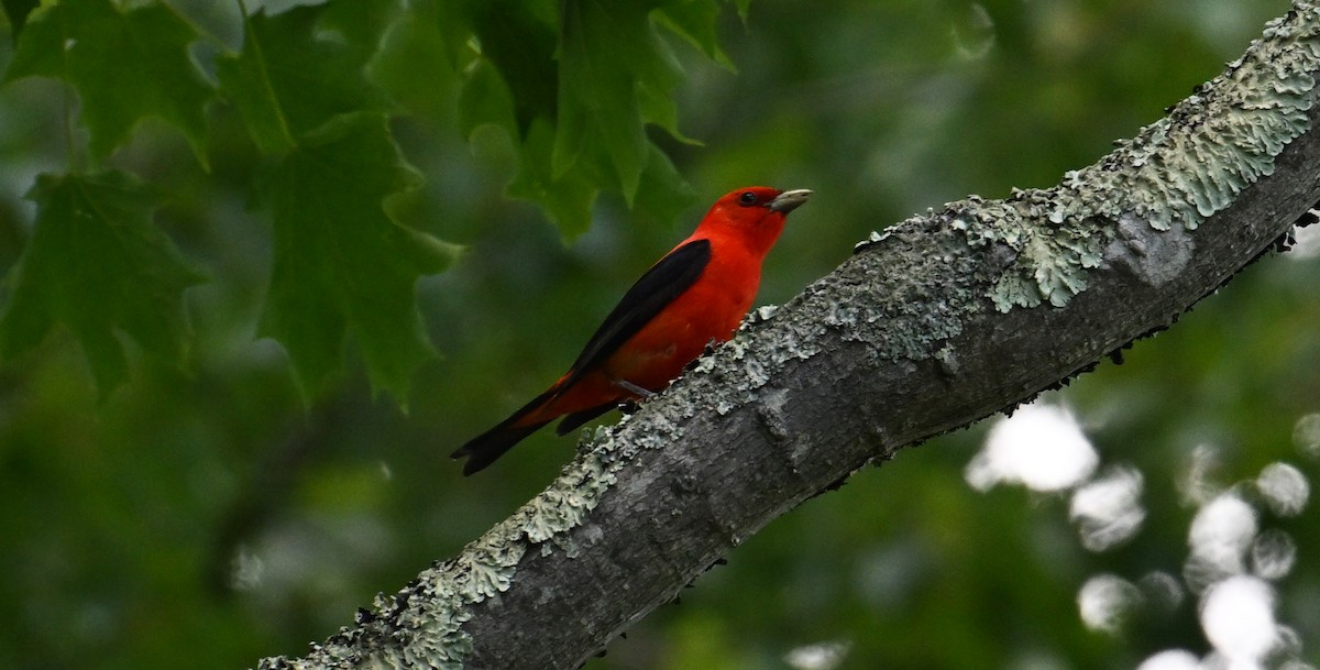 Scarlet Tanager - ML620185425