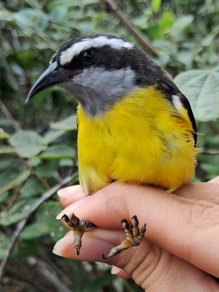 Bananaquit - ML620185439