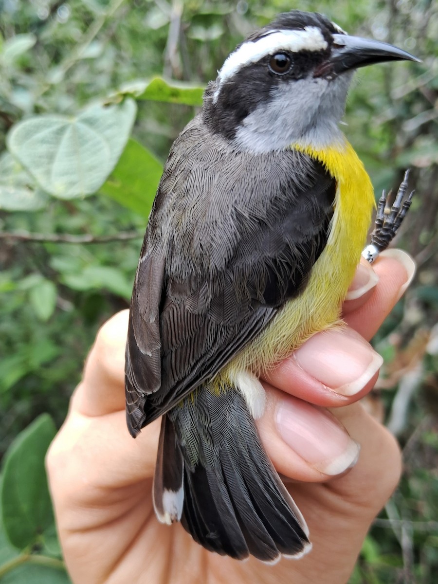 Bananaquit - ML620185440