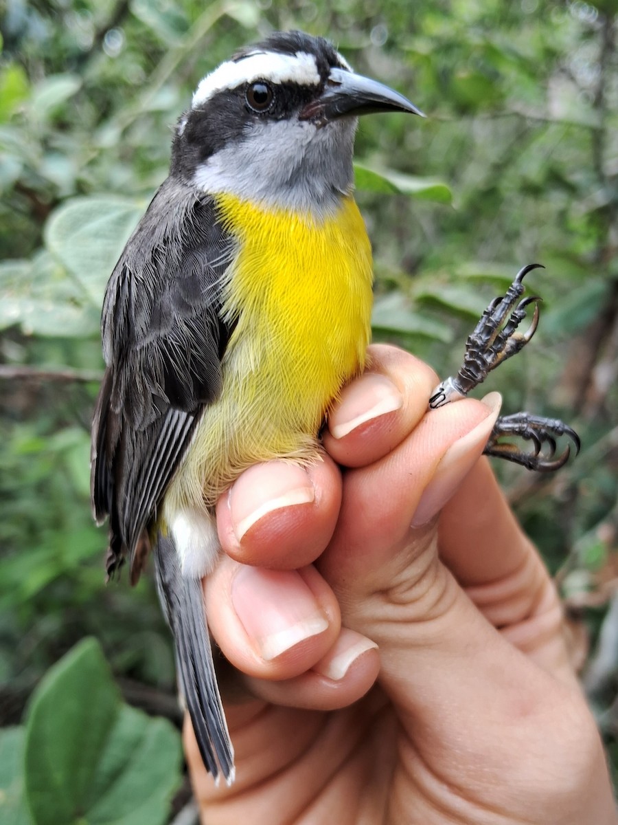 Bananaquit - ML620185441