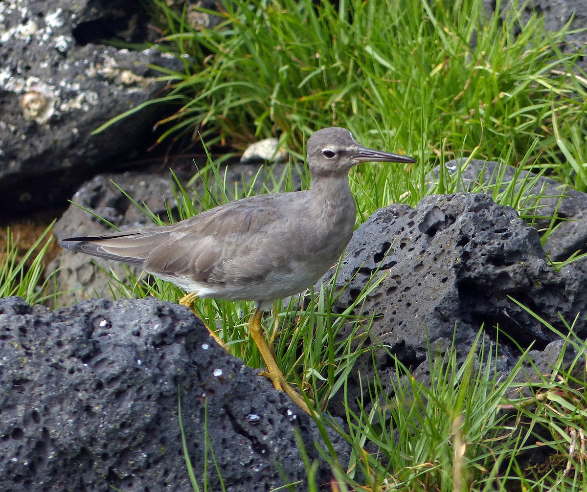 Wandering Tattler - ML620185442