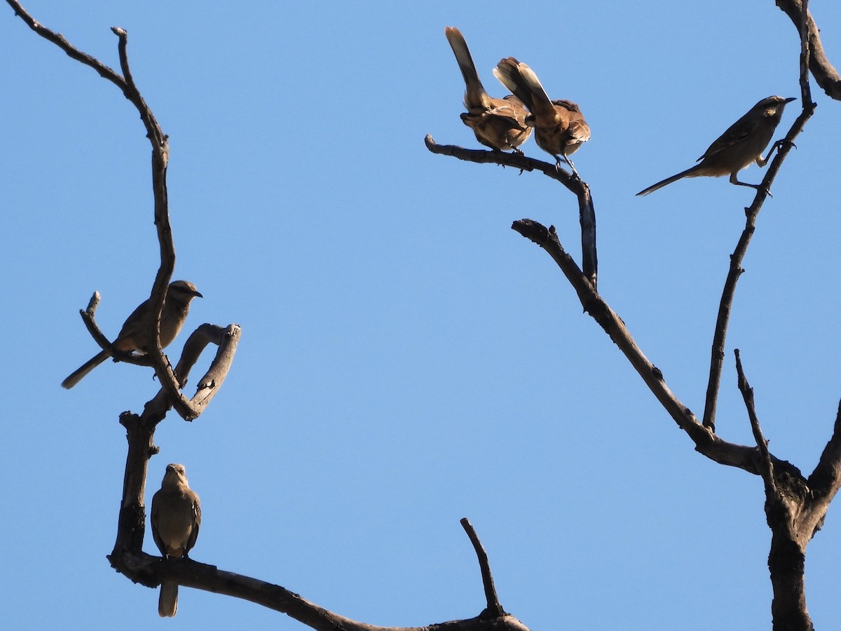 Chalk-browed Mockingbird - ML620185445