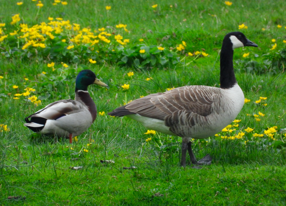 Canada Goose - ML620185451