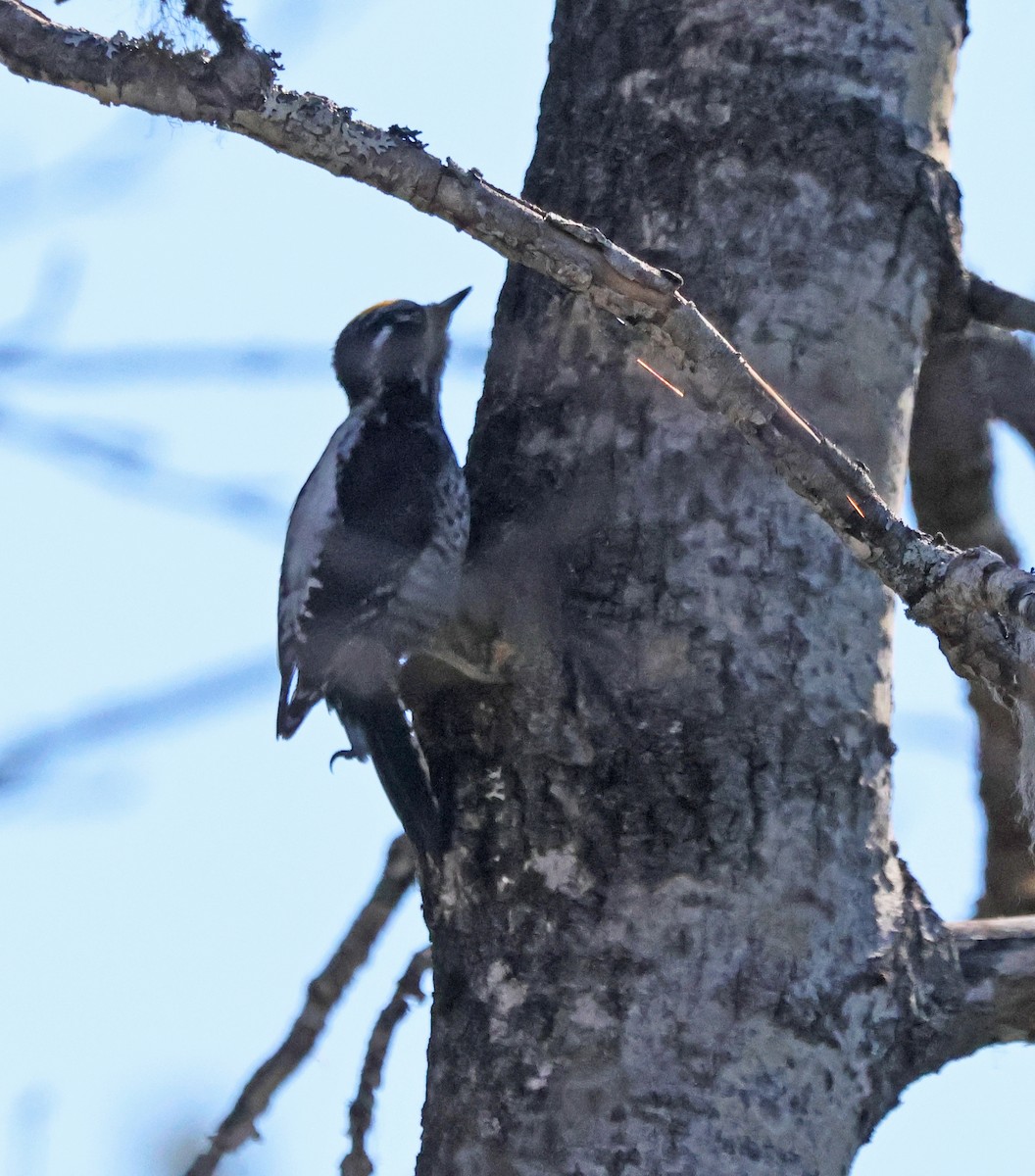 Eurasian Three-toed Woodpecker - Detlef Stremke