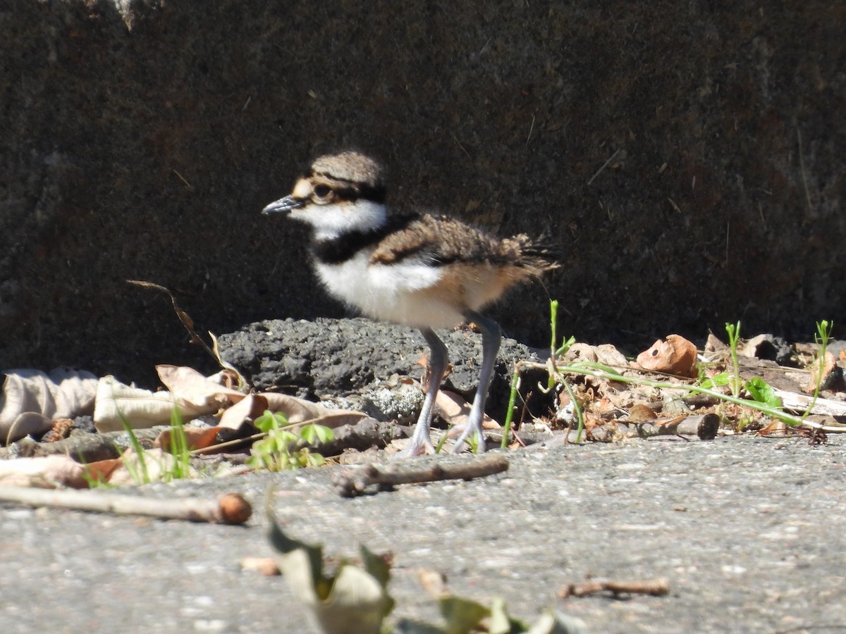 Killdeer - ML620185454