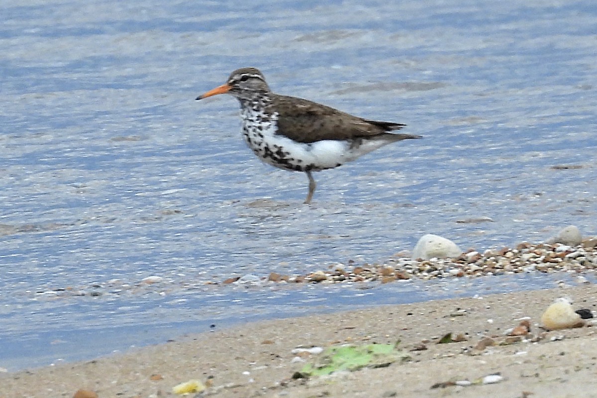 Spotted Sandpiper - ML620185455