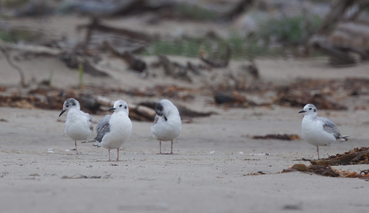 Bonaparte's Gull - ML620185460