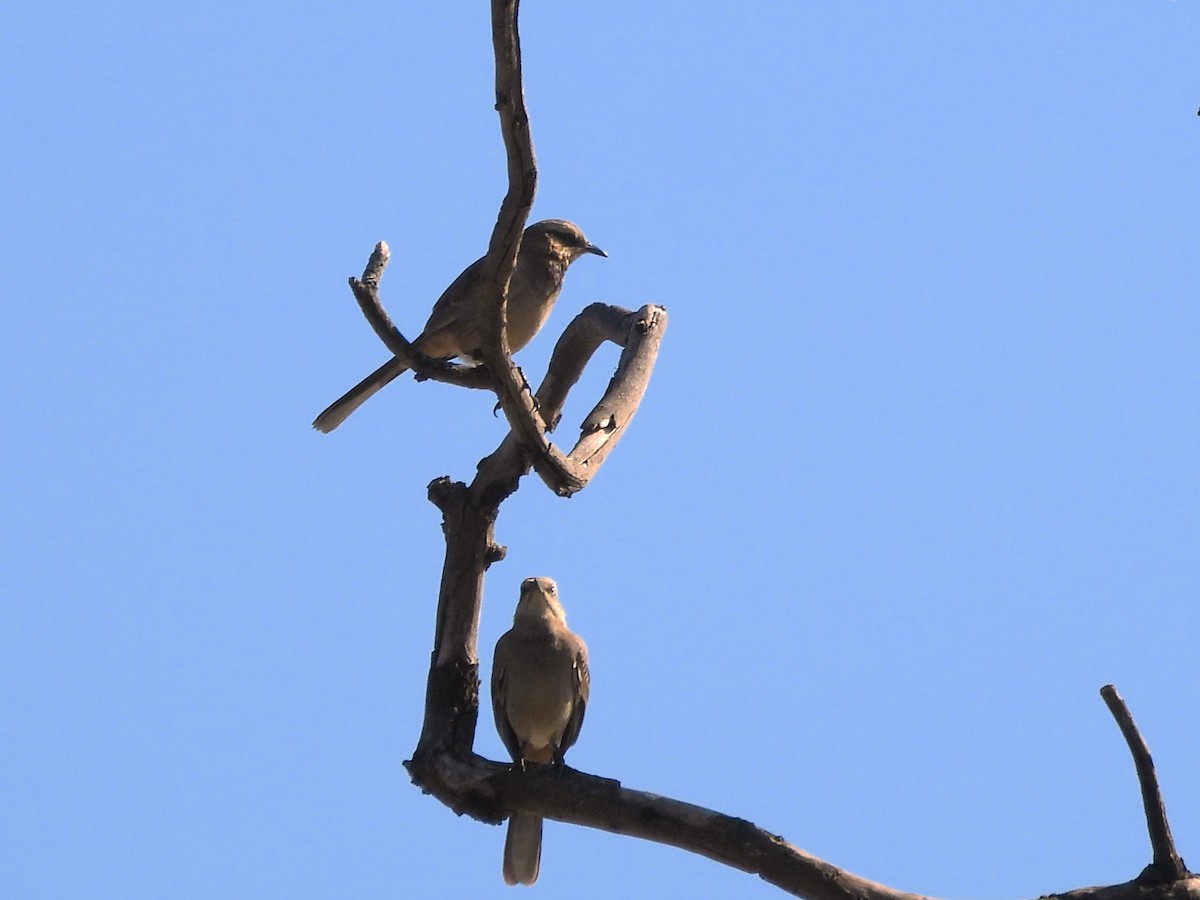 Chalk-browed Mockingbird - ML620185461