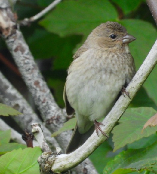 Common Rosefinch - ML620185464