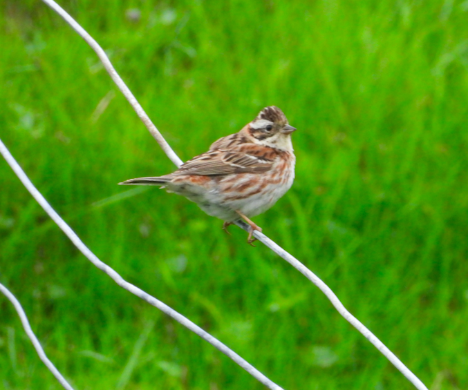 Rustic Bunting - ML620185469