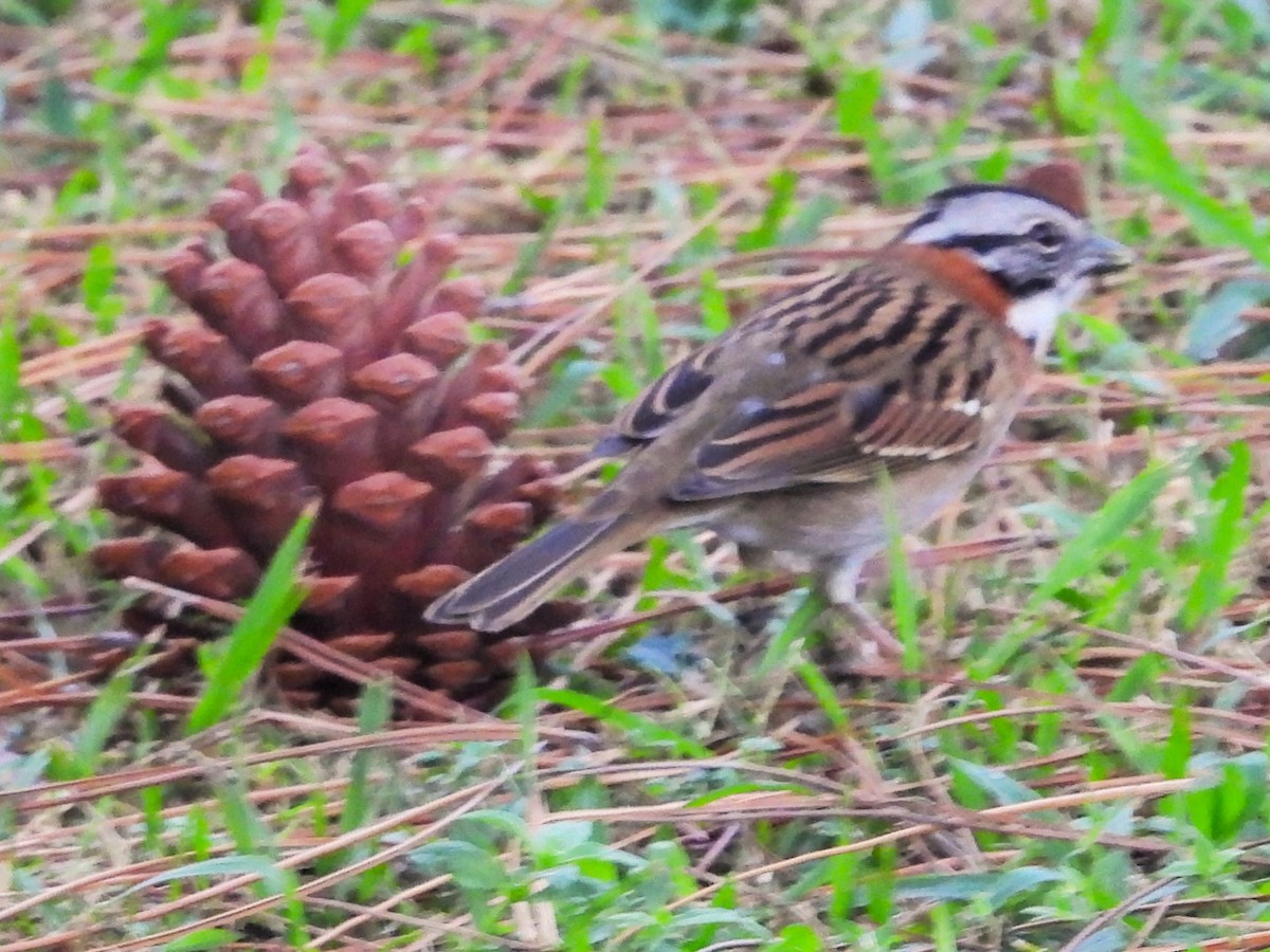 Rufous-collared Sparrow - ML620185470