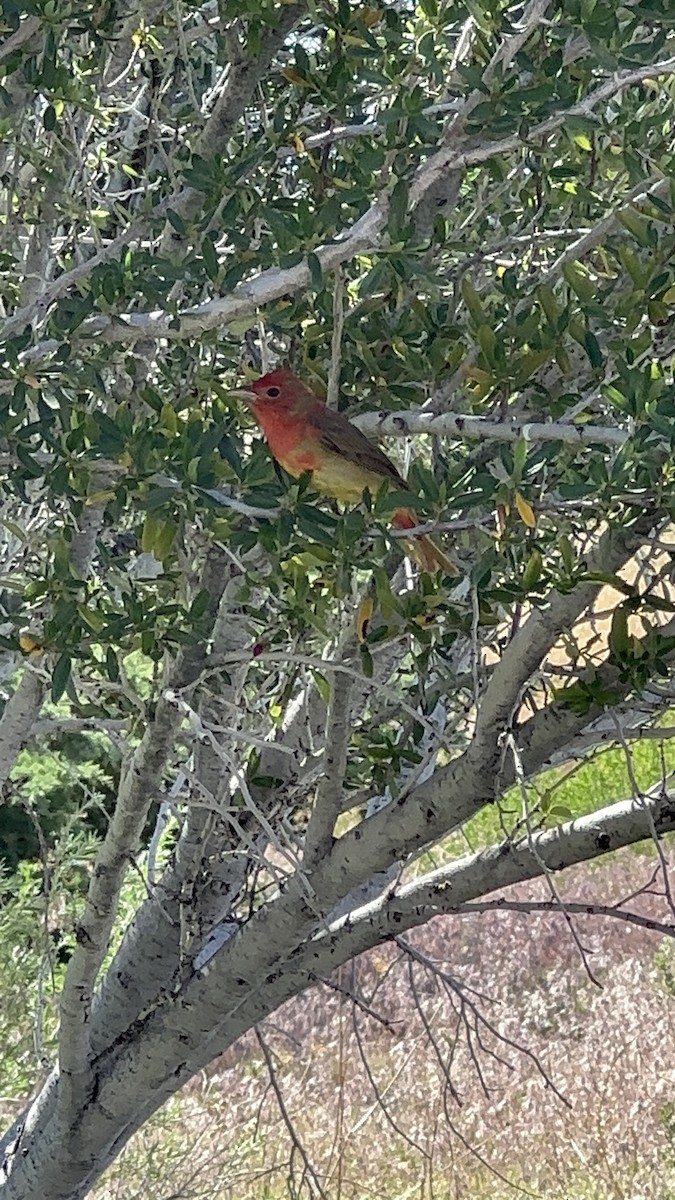 Summer Tanager - ML620185475