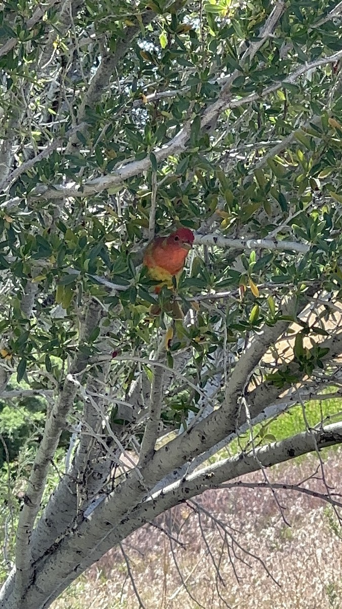 Summer Tanager - ML620185476