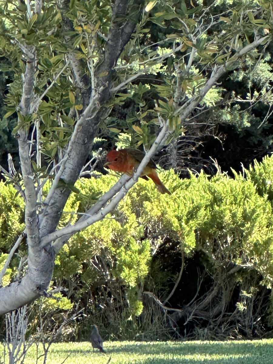 Summer Tanager - ML620185477