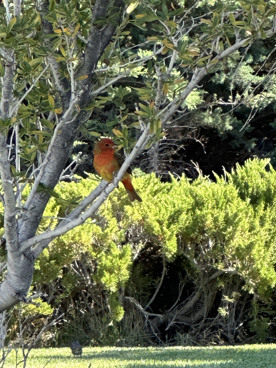 Summer Tanager - Colten brown