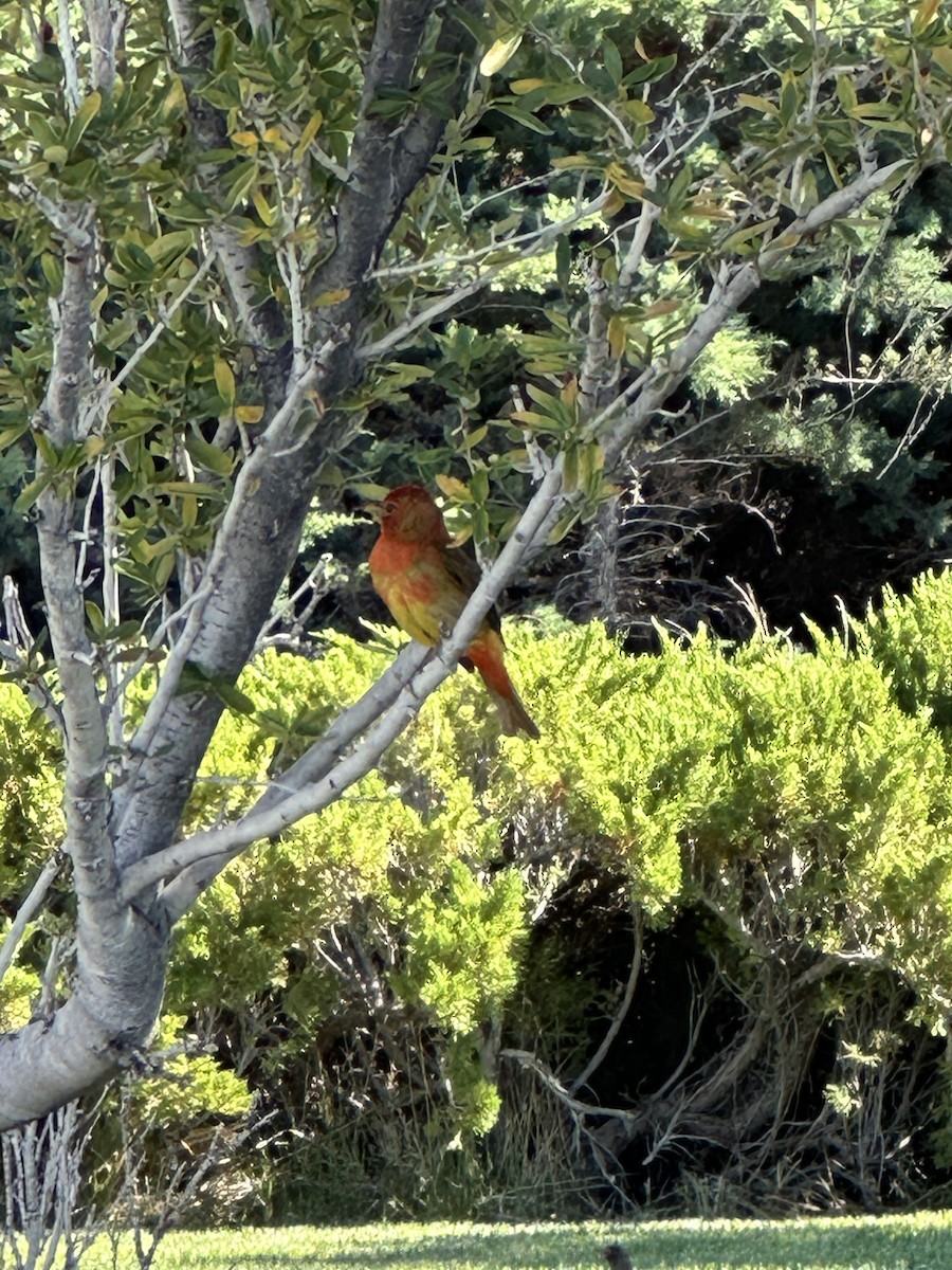 Summer Tanager - ML620185480