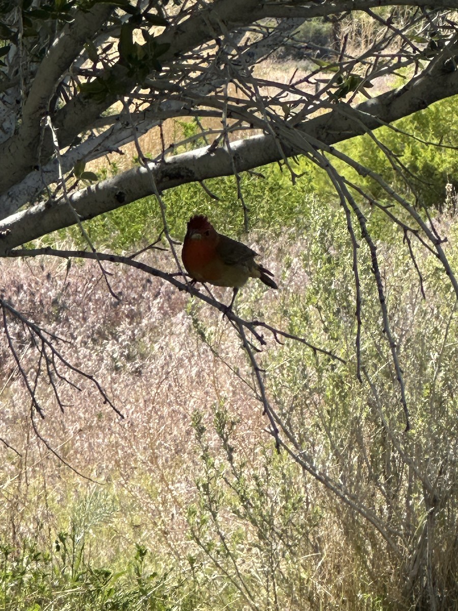 Summer Tanager - ML620185481