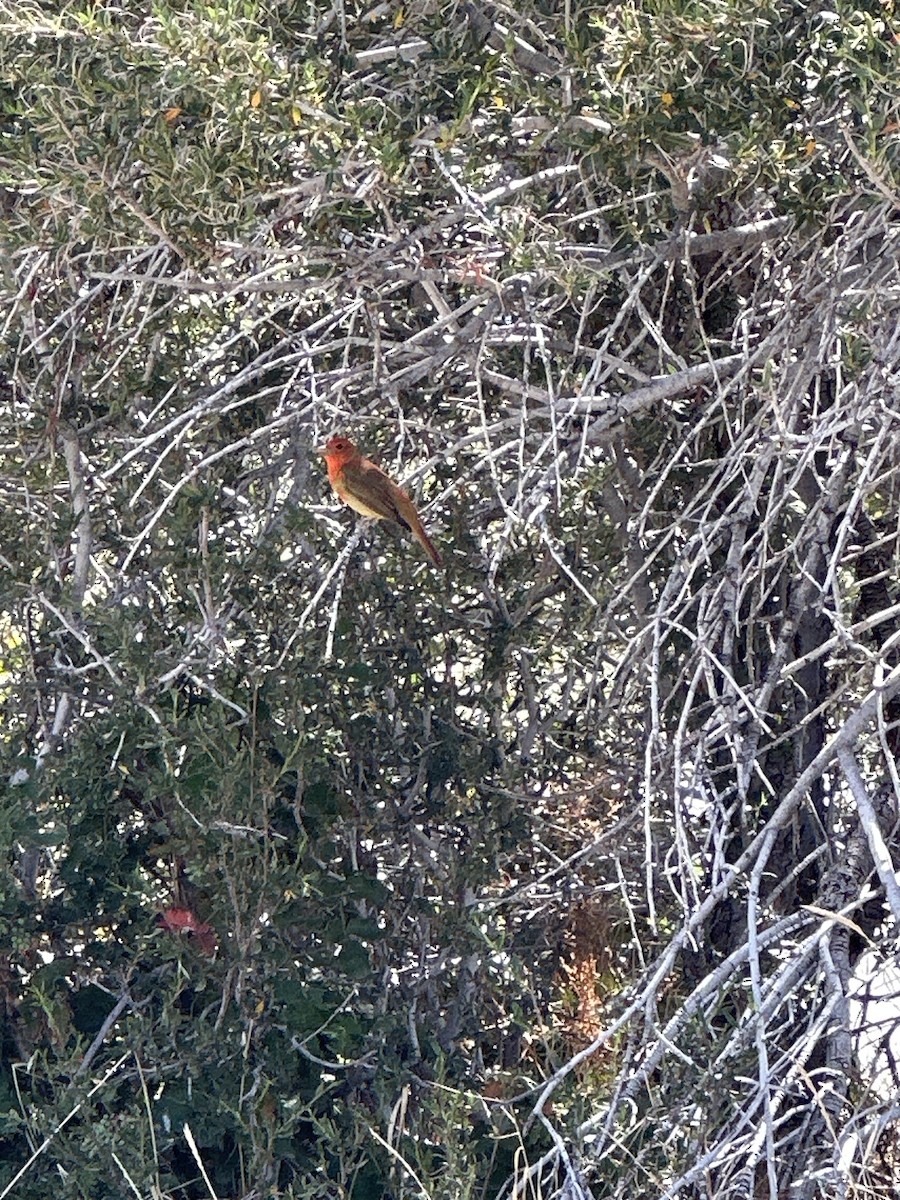 Summer Tanager - ML620185482