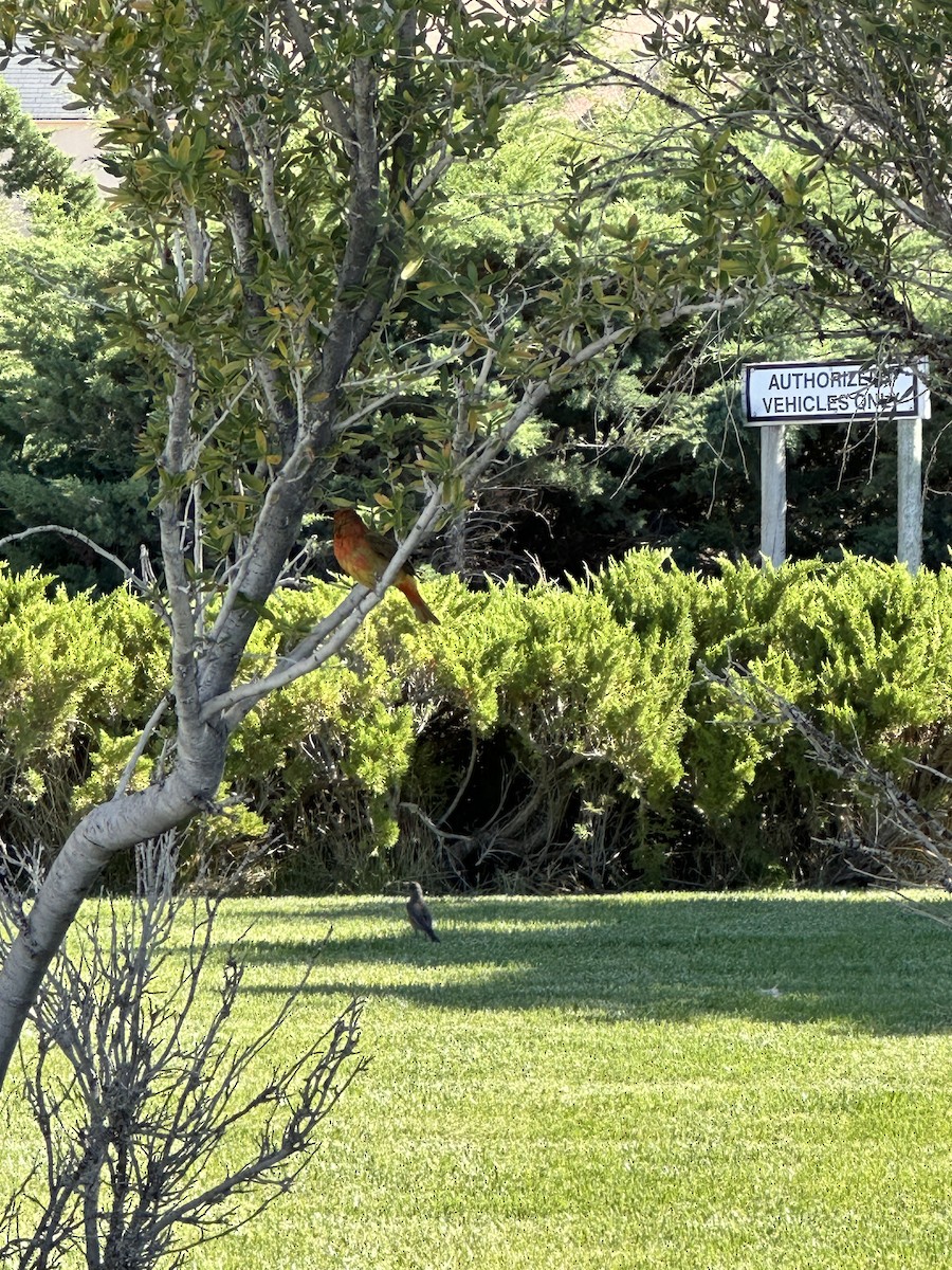 Summer Tanager - ML620185483