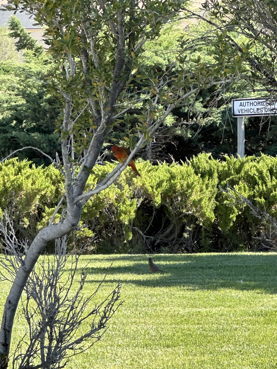 Summer Tanager - ML620185484