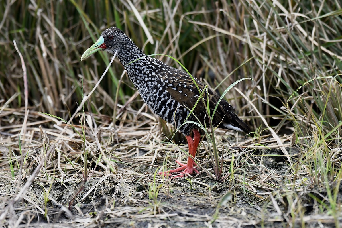 Spotted Rail - ML620185498