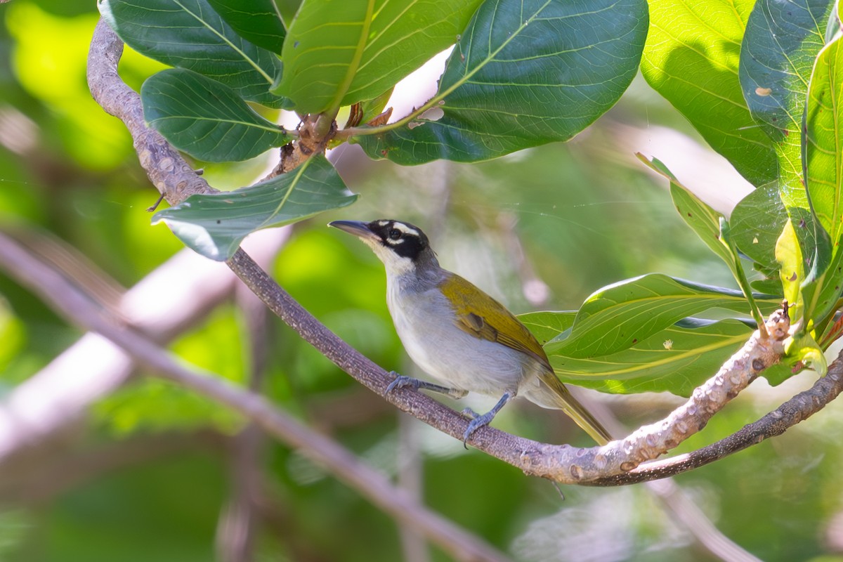 Black-crowned Palm-Tanager - ML620185502