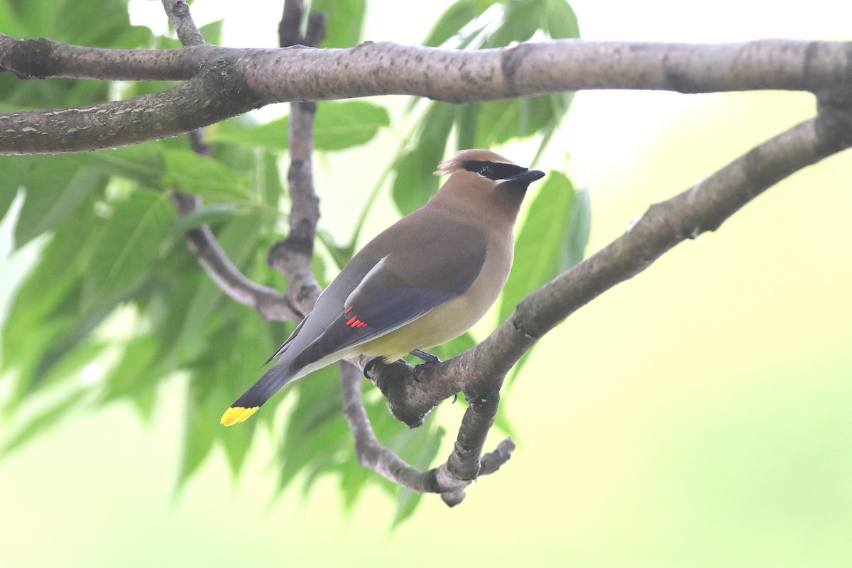 Cedar Waxwing - ML620185512