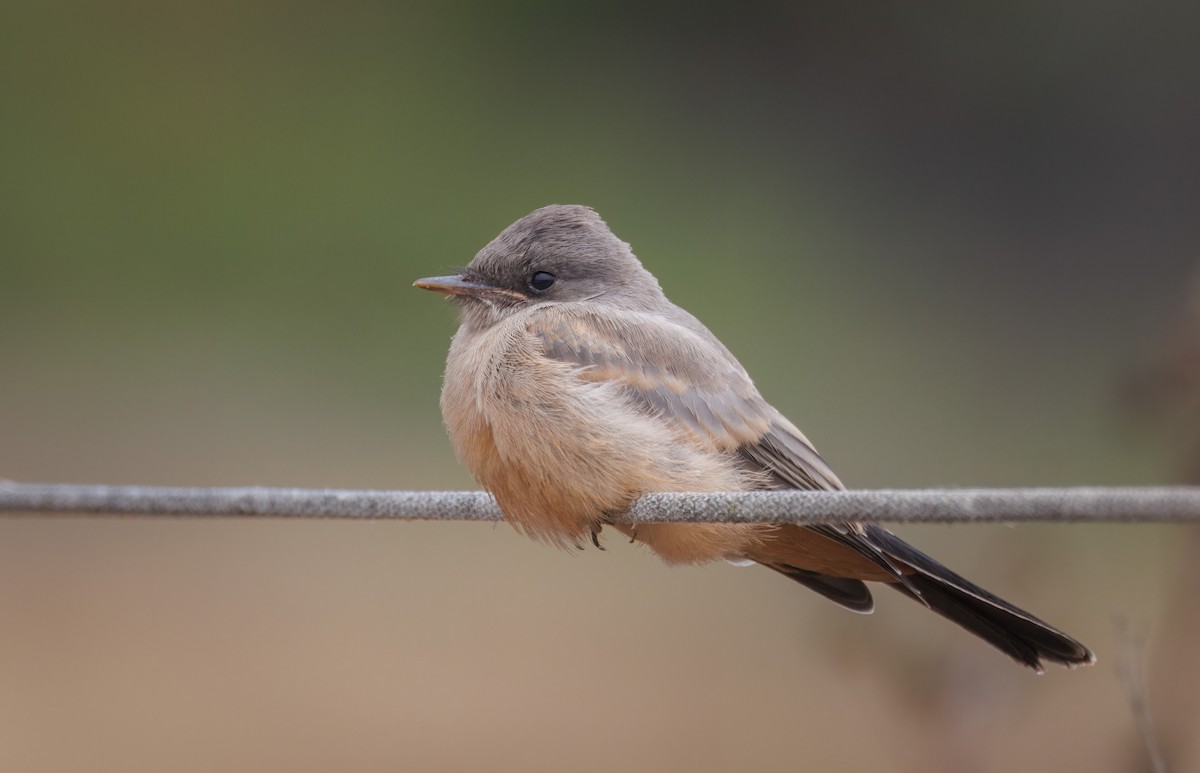 Say's Phoebe - John Callender