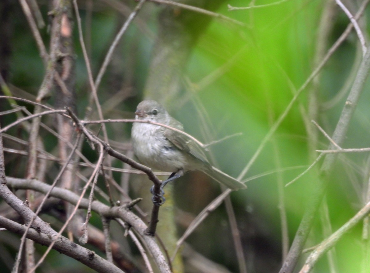 Braunaugenvireo - ML620185527