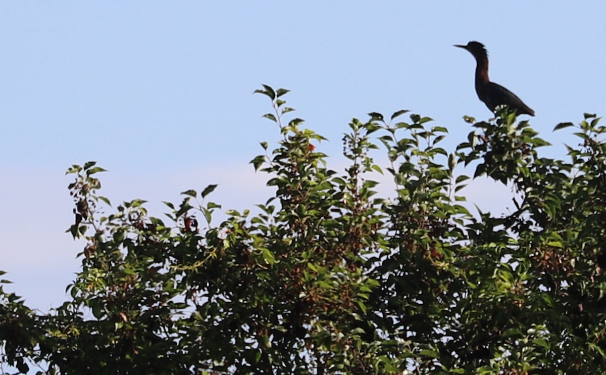 Green Heron - ML620185528