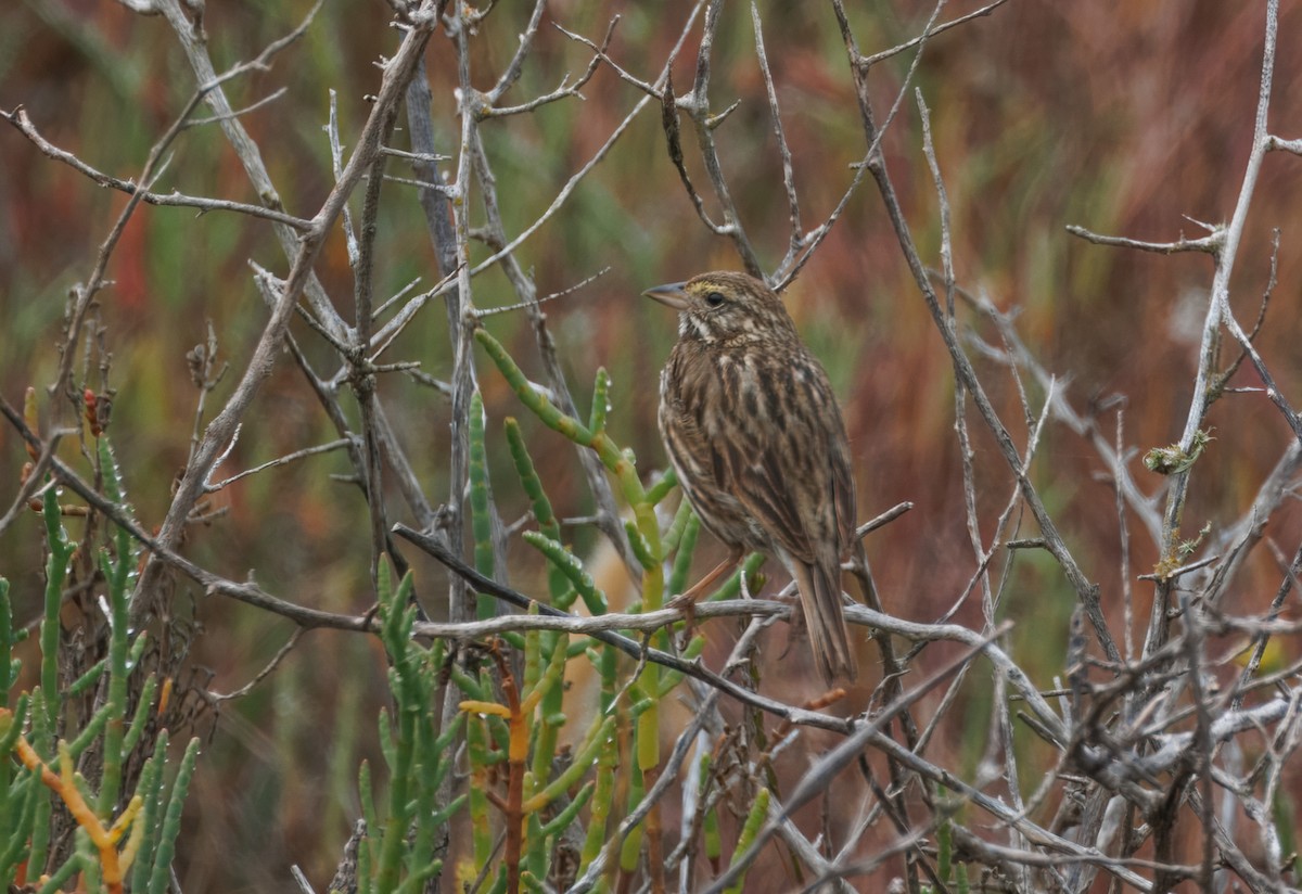 Savannah Sparrow - ML620185534