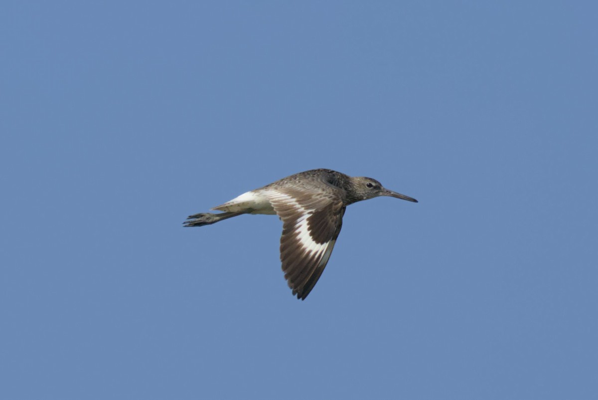 Willet - ML620185542