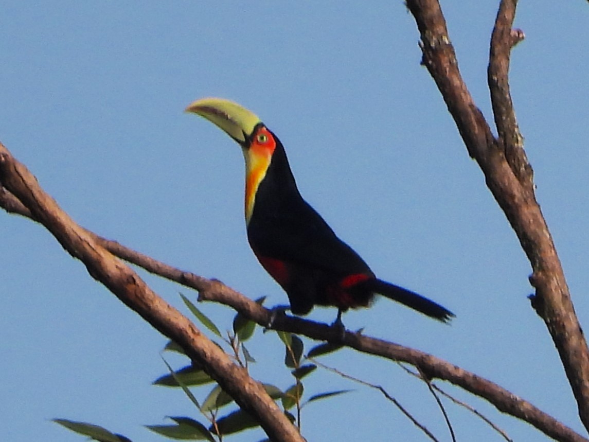 Red-breasted Toucan - ML620185545