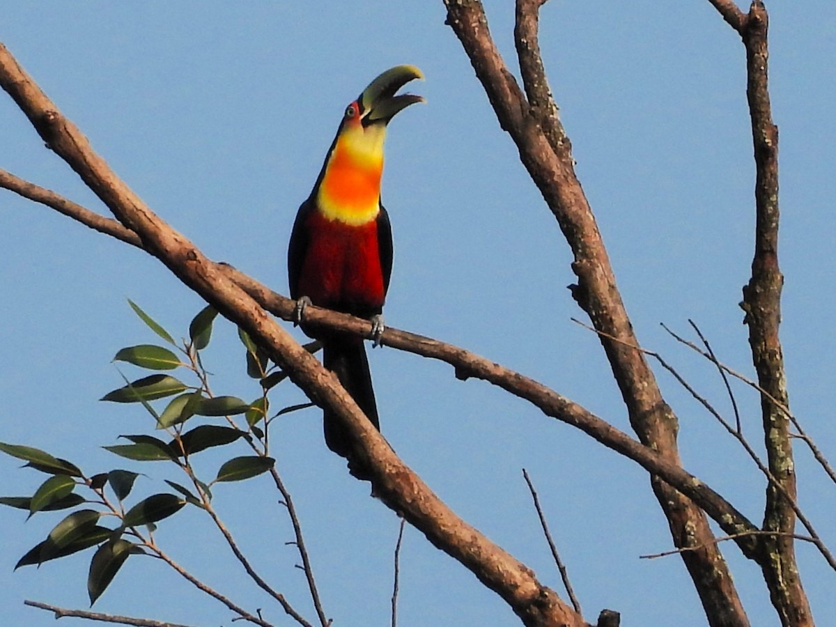 Red-breasted Toucan - ML620185546