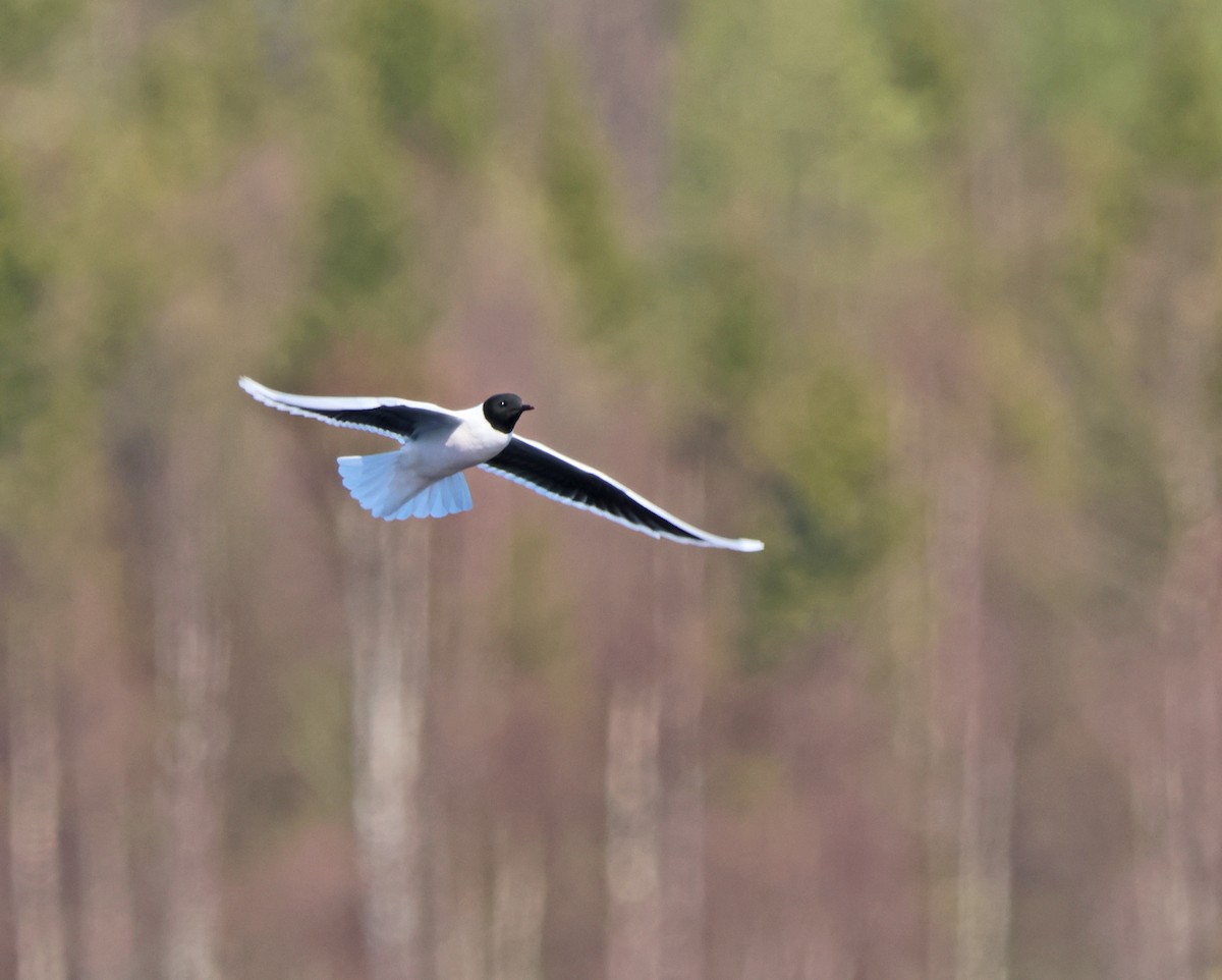 Little Gull - ML620185552