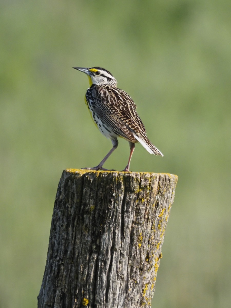 Eastern Meadowlark - ML620185561