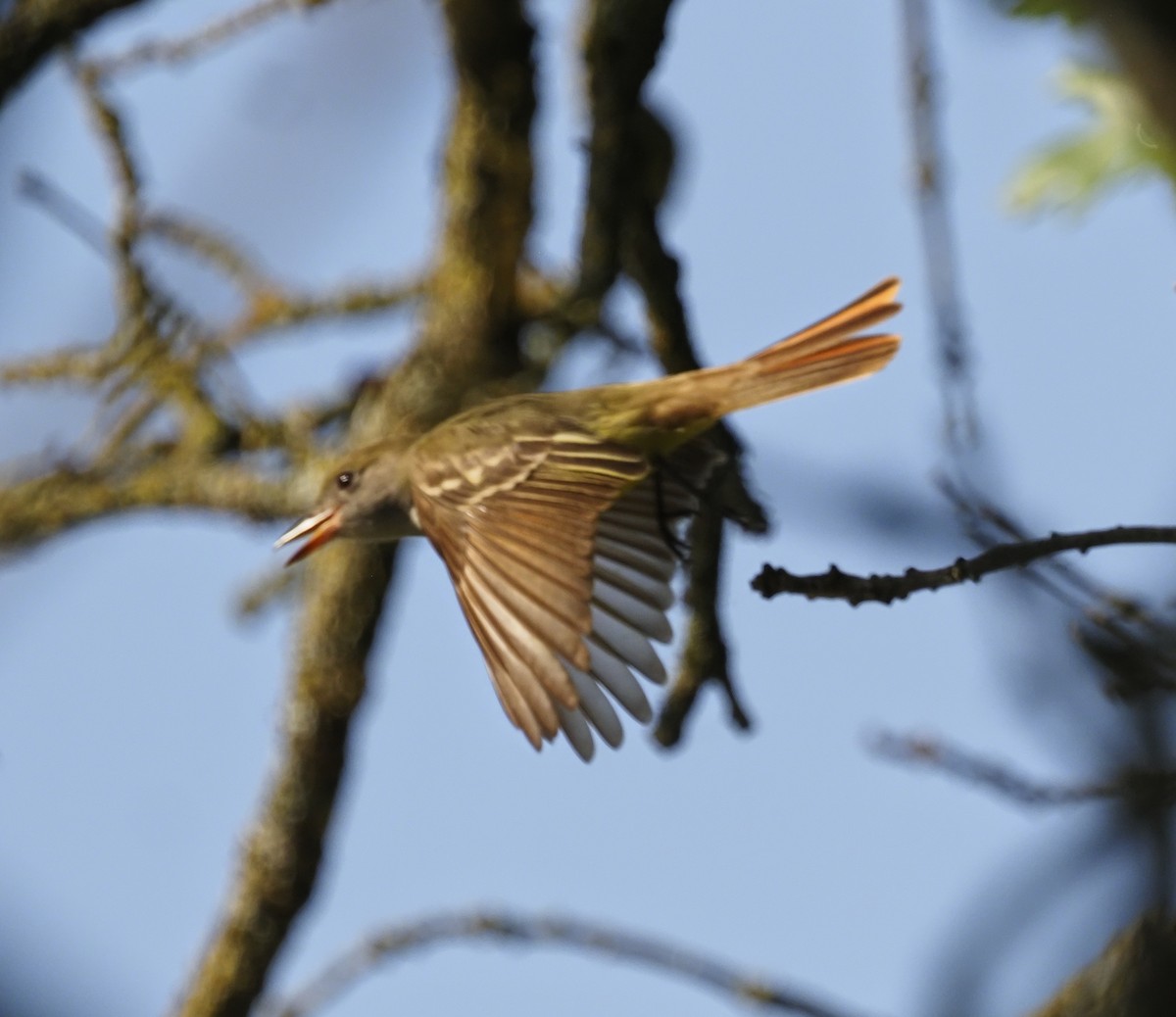 Great Crested Flycatcher - ML620185563