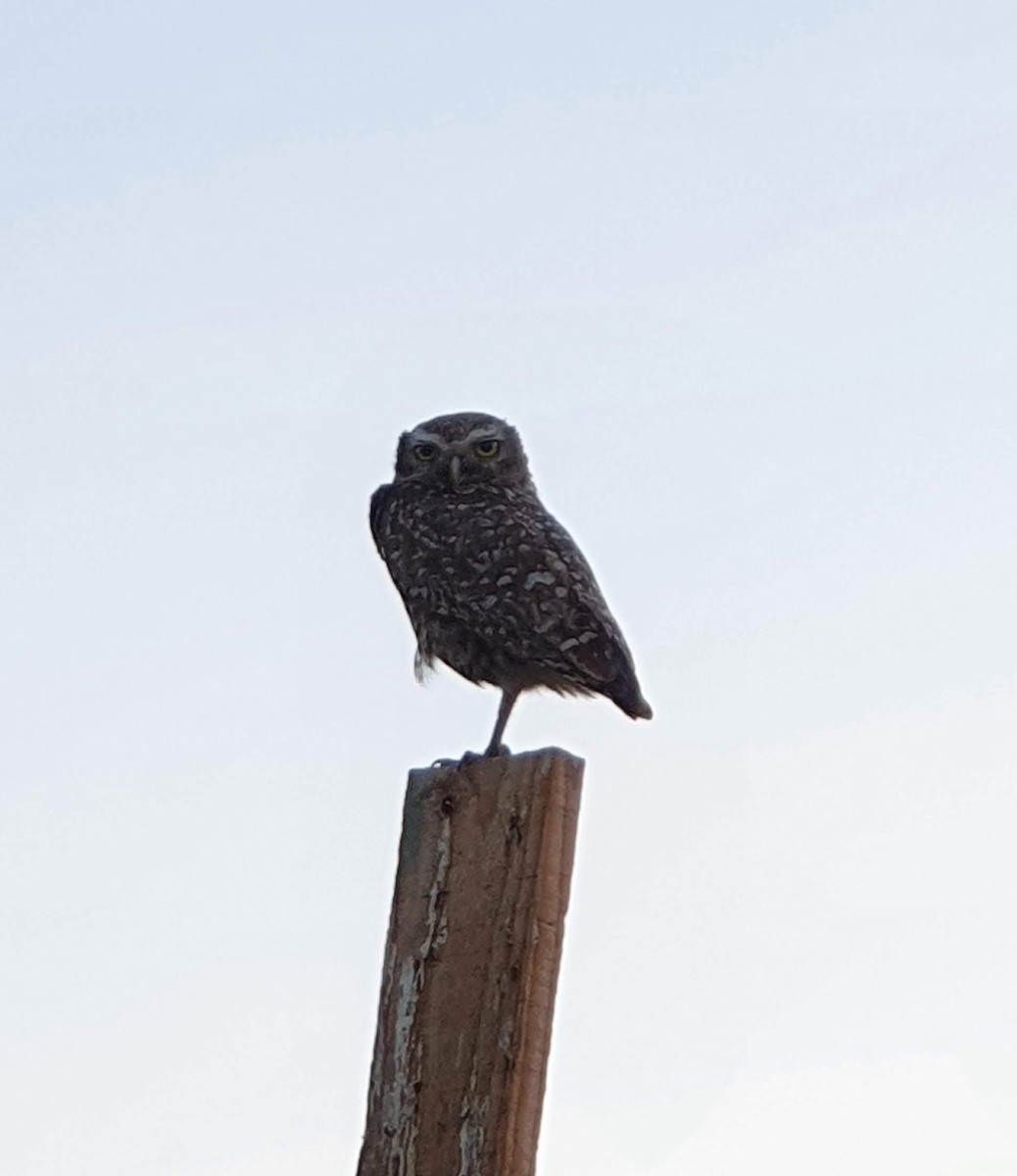 Burrowing Owl - ML620185575