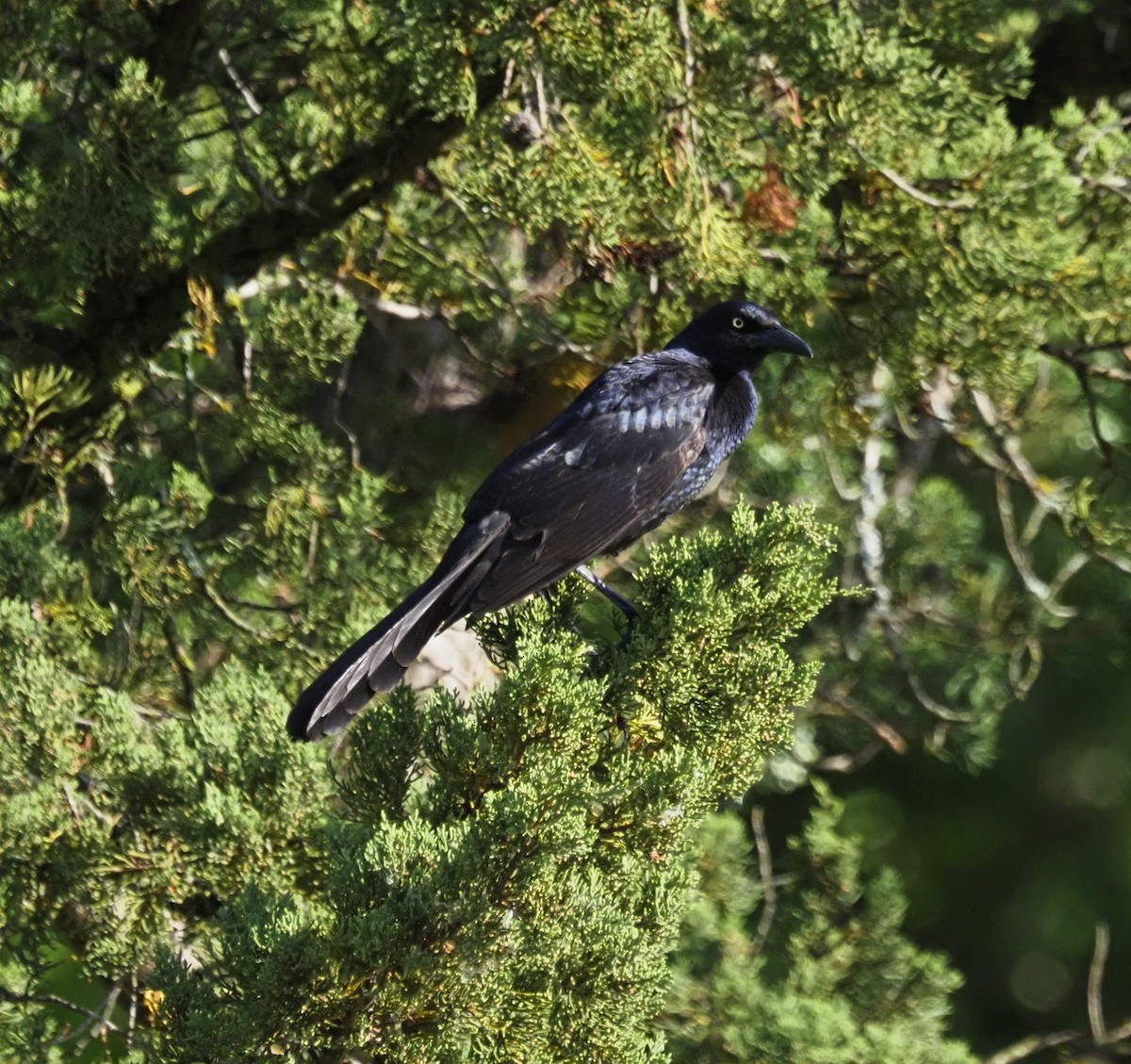 Great-tailed Grackle - ML620185576